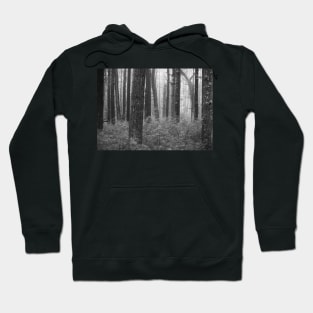 black and white forest with trees in fog Hoodie